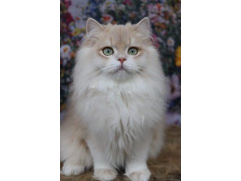 British longhair erkek