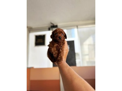 Anne toy baba kore en koyu red brown poodle bebişler