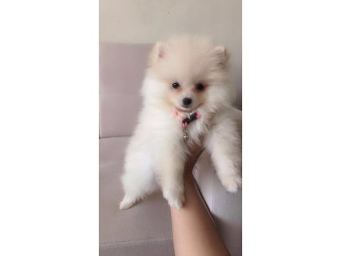 Pomeranian boo