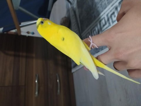 Muhabbet kuşumuz limon satışta