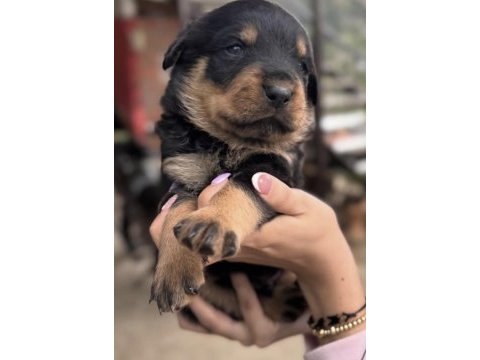 Rottweiler safkan köpeğimiz
