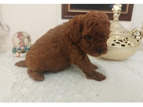 Safkan red brown toy kore poodle yavrular - üst kalite