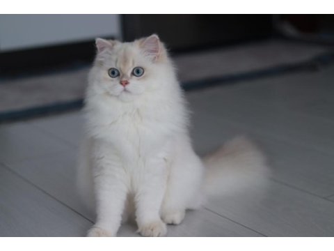 Blh by1133 dişi british longhair