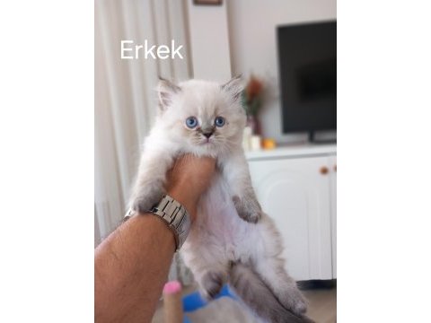 2 aylık british longhair yavrular