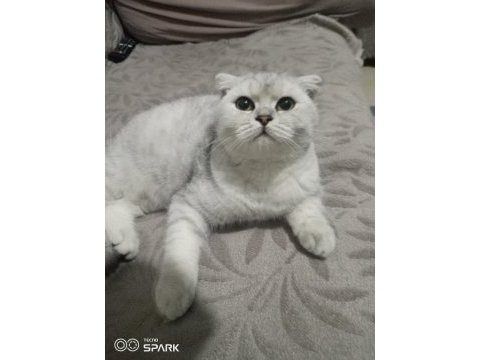6 aylık scottish fold erkek