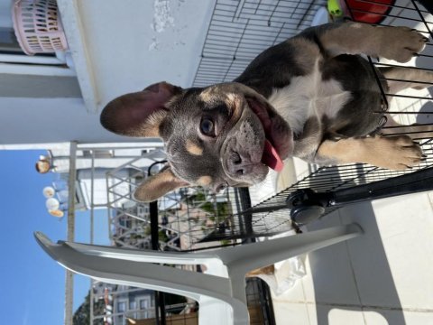 French bulldog blue tan yavru