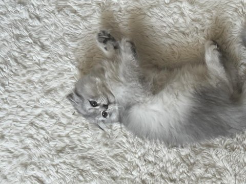 Ücretsiz british longhair