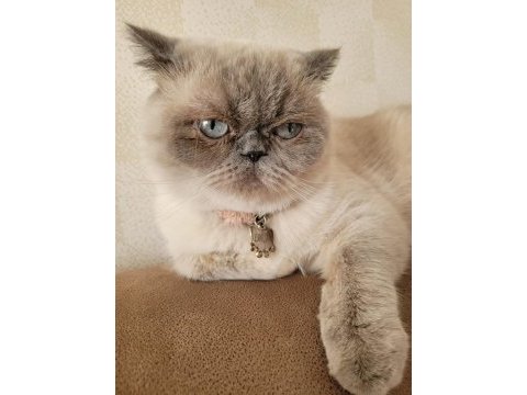 Sahiplendirme british shorthair blue point