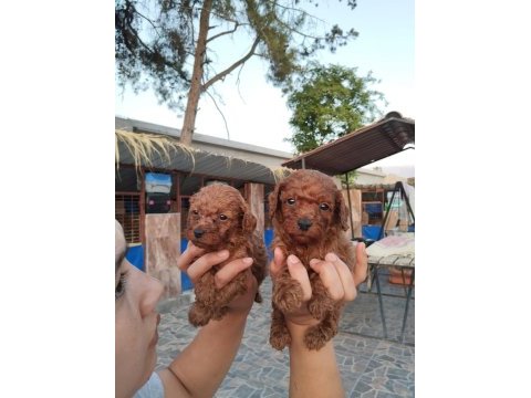 Toy poodle yavrularımız çiftliğimizden