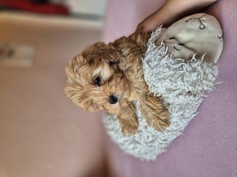 Son kalan maltipoo yavrular erkek dişi