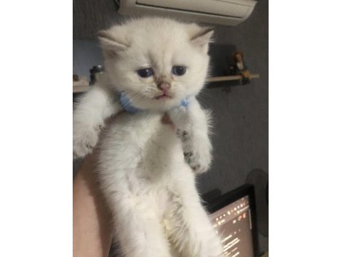 Şecereli british shorthair erkek bebekler