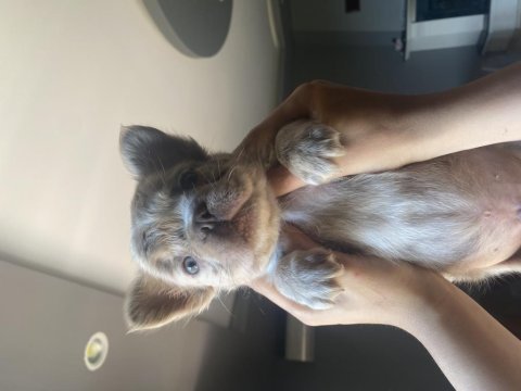 Fluffy newshade isabella merle french bulldog