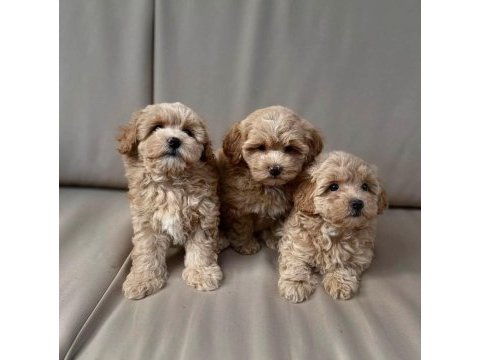Maltipoo  yavrularımız 