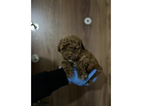 Ev ortamından sağlık ırk garantili poodle bebekler