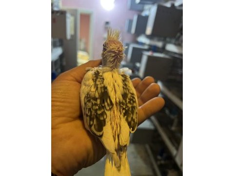Elle alıştırmalık sultan papağanı yavrular