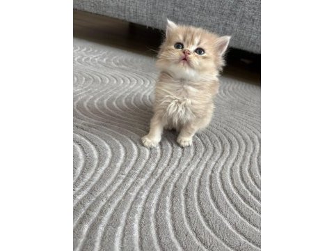 Golden british longhair