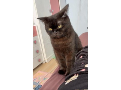British longhair siyah