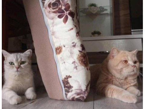 3 aylık erkek oyuncu british shorthair gold