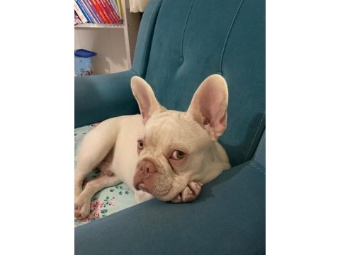 İsabella tan platinium erkek yavru french bulldog