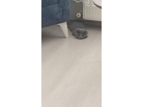 Gri scottish fold 4 aylık