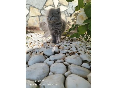 Sahiplendirme erkek ve dişi british shorthair