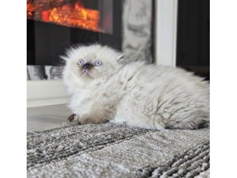 Üst kalitede scottish fold longhair kalıcı mavi gözlü