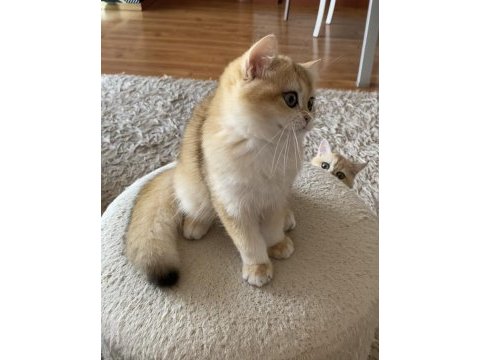 Safkan british shorthair erkek yavru