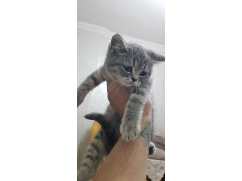Sahiplendirilecektir british shorthair