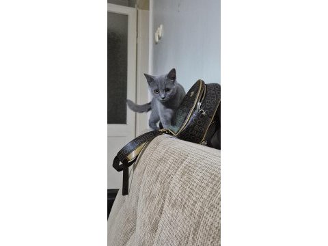 3 aylık dişi british short hair
