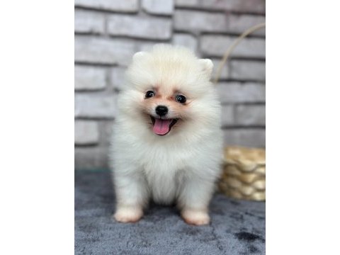 Pomeranian boo