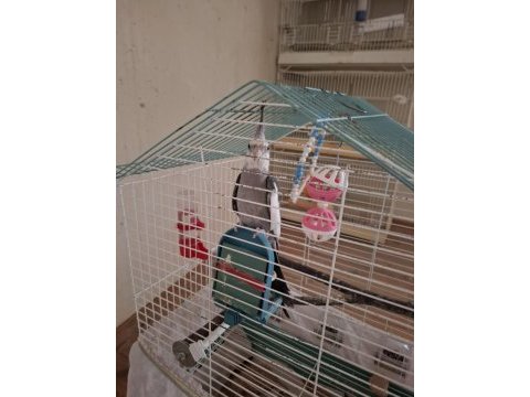 Wf grey erkek sultan papağanı 6 aylık
