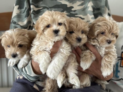 Ankaranın en seçkin tea cup kore maltipoo yavruları