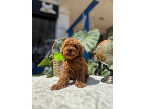 Kore teacup erkek red brown sağlık garantili yavrular