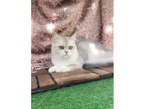 British shorthair ay dişi kısır değildir