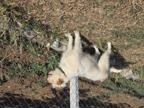 Barack terrier kırması 2 kardeş