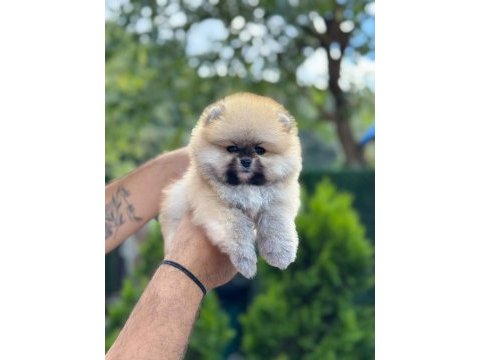 Sağlık ve ırk garantili pomeranian