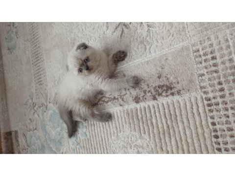 Scottish fold erkek