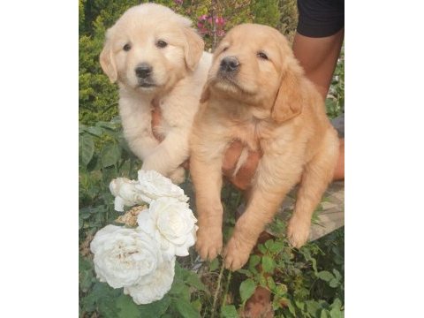 Sevimli golden retriever