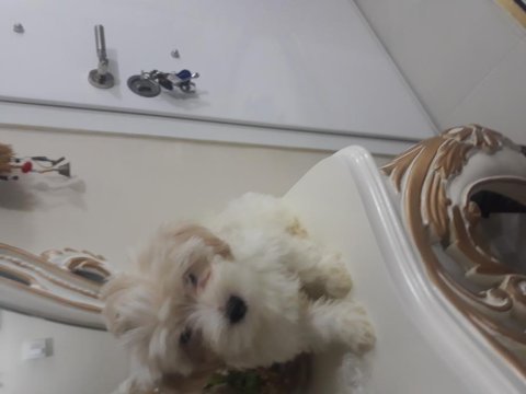 Sahiplendirilecek maltese
