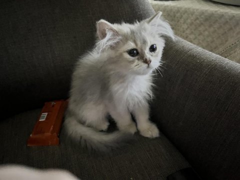 2 aylık erkek british longhair yavrumuz