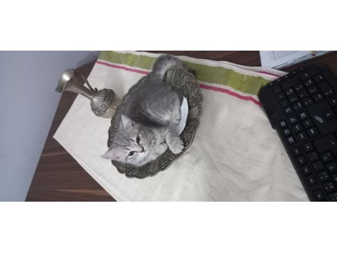 Scottish silver tabby dişi