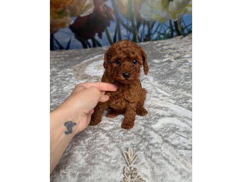 Koyu renk toy poodle yavruları 