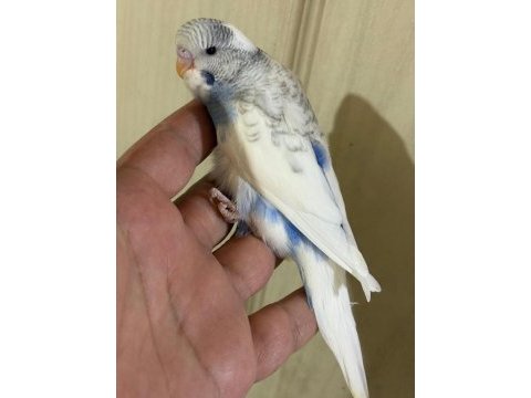 29-33 günlük arası yeni yeme düşen kuşlarım
