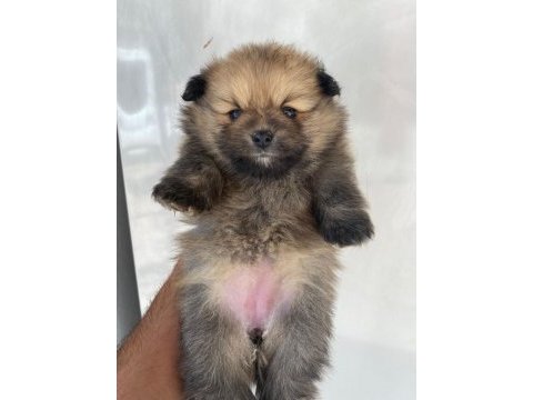 Pomeranian boo dişi yavrular