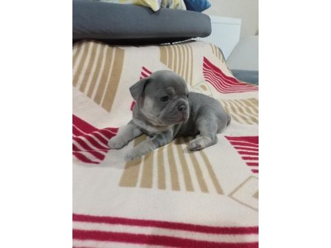 Eğzotic compact french bulldog