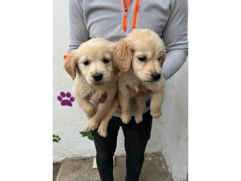 Güzellik taşı golden bebekler