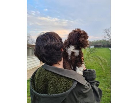 Mantar avcısı lagotto romagnolo yavrular