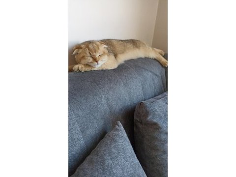 Oğlumuza kalıcı güvenilir aile arıyoruz scottish fold