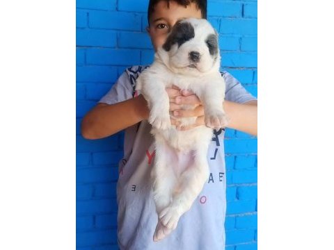Devasa anatomili xxl alabay yavruları