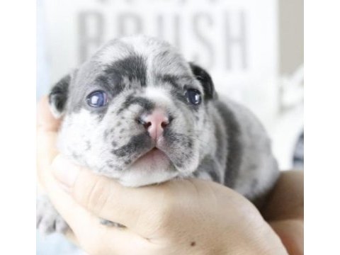 Safkan french bulldog merle